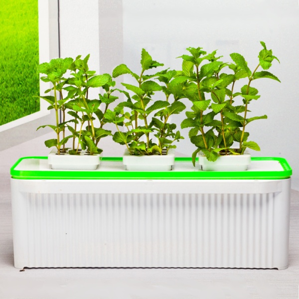 Гидропонная установка HobbyFarm DQ61003, домашний умный смарт сад, 3 ячейки