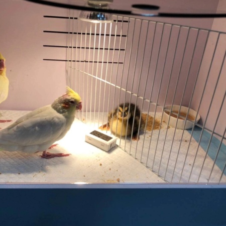 Брудер для цыплят HobbyFarm PBB01-E 48х30х30 см с терморегулятором