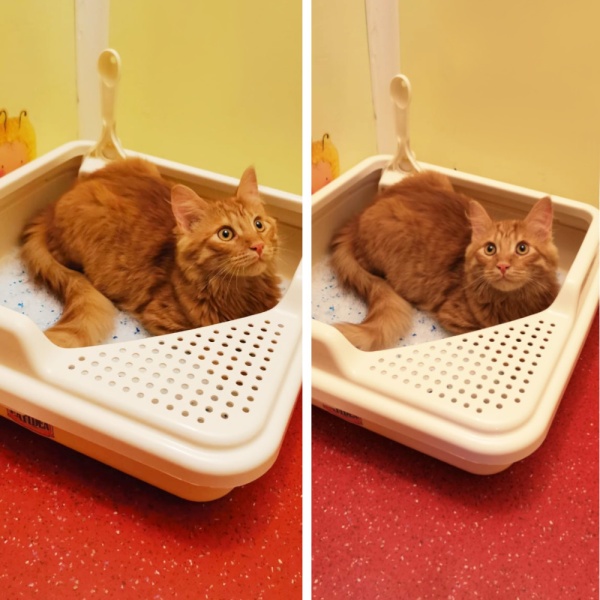 Лоток для кошек Catidea 44х44х14,5 см с совком, кремовый