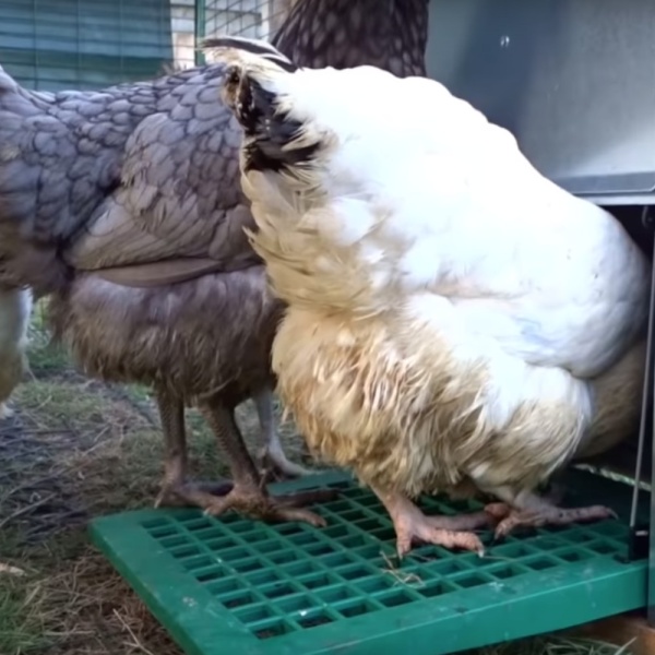 Кормушка педальная Feed-O-Matic 5 кг для кур