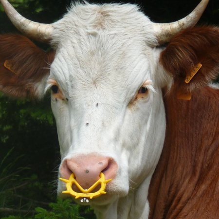Кольцо против самовыдаивания, 10,5х7,5 см, желтый, комплект 15 шт.