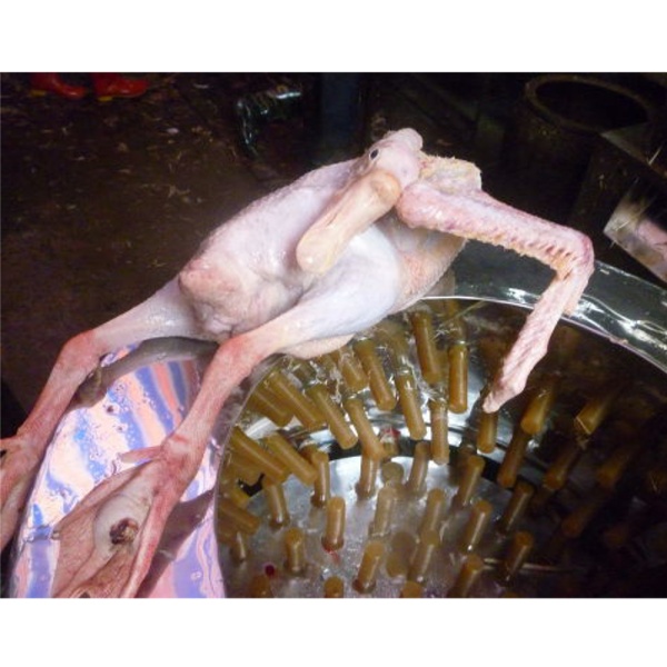 Перосъёмная машина NT-600A для уток и гусей