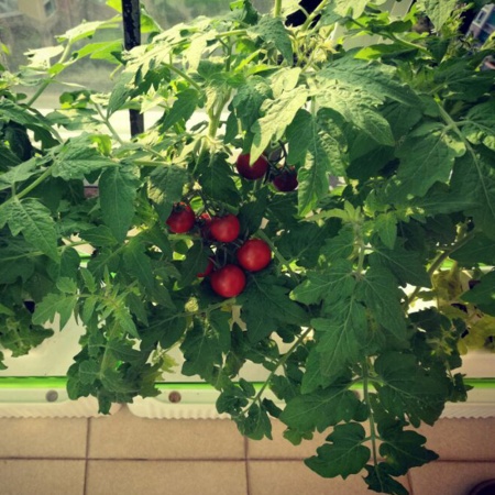 Гидропонная установка HobbyFarm DQ61008, домашний умный смарт сад, 8 ячеек