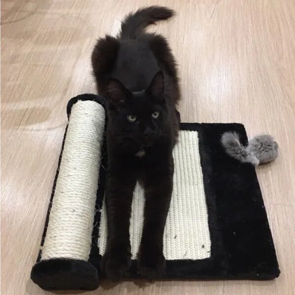 Когтеточка-коврик с роликом 36х42х24 см, черный