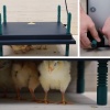 Панель обогревательная HobbyFarm 30х40 см 30 Вт для цыплят