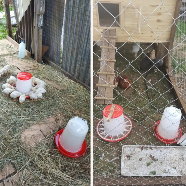 Поилка вакуумная 8 л (YL5338-8), кормушка бункерная 9 кг (YL5106-9), набор