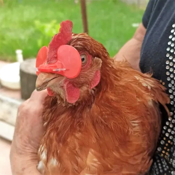 Очки от расклева для птиц, кур, петухов, фазанов со стрелой, 25 шт.