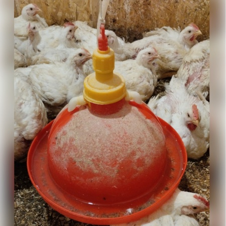 Поилка колокольная автоматическая Ø36.5, H33см