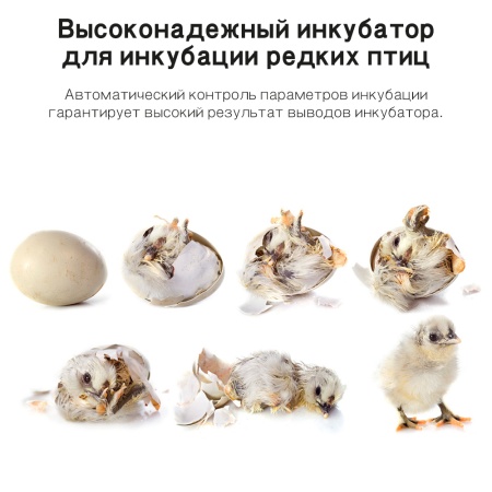 Инкубатор Rcom King Suro 20 MAX автоматический для яиц