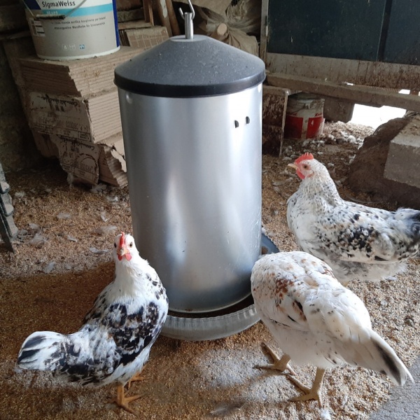 Кормушка бункерная 40 кг оцинкованная сталь