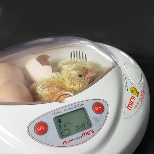 Инкубатор Rcom Mini PRO автоматический для яиц