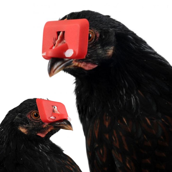 Очки от расклева для птиц, кур, петухов, фазанов, 100 шт.