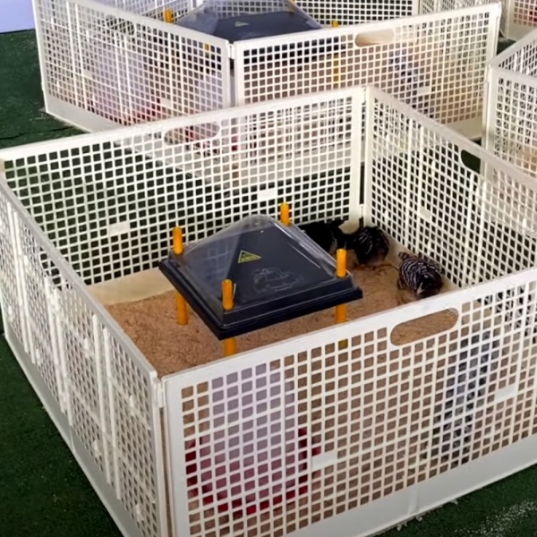 Решетка-ограждение для выращивания цыплят, 400х800 мм