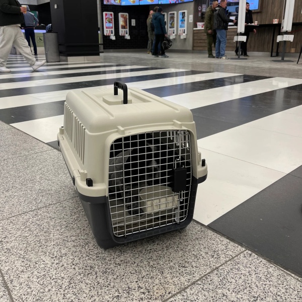 Переноска Departures Range 60х40х40 см, авиапереноска Pet Choice авиа стандарт для животных до 10 кг в самолете или в машине